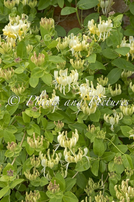 Lonicera periclymenum ‘Scentsation’