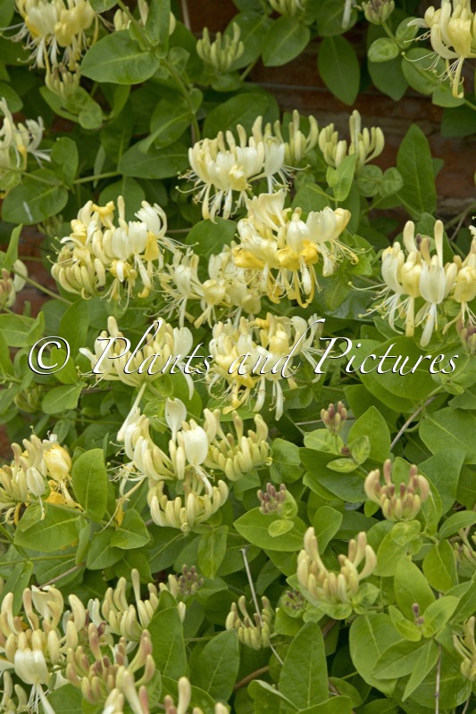 Lonicera periclymenum ‘Scentsation’