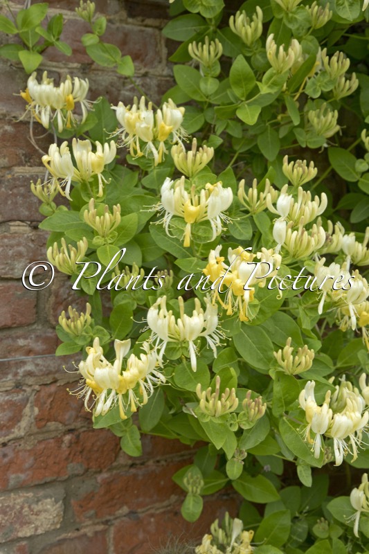 Lonicera periclymenum ‘Scentsation’