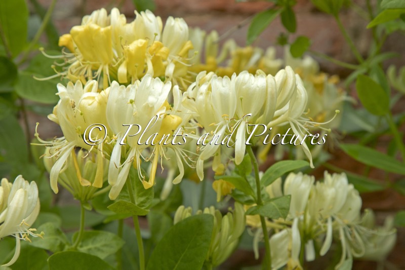 Lonicera periclymenum ‘Scentsation’