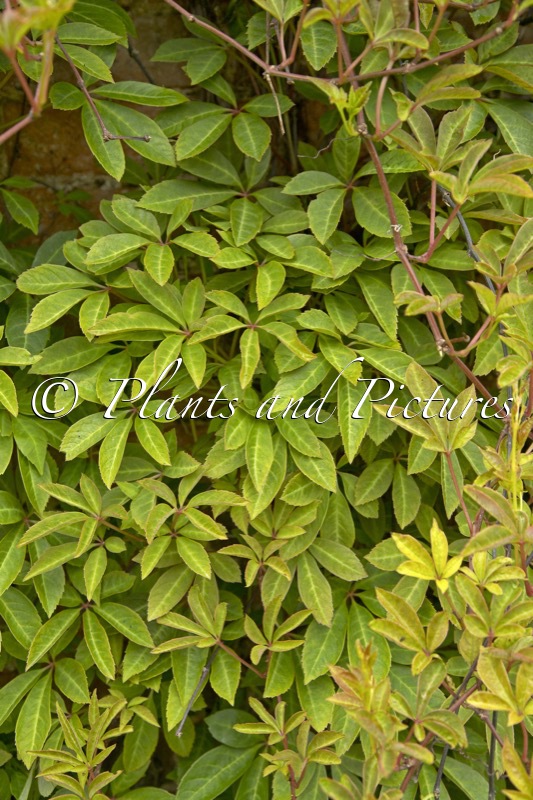 Parthenocissus thomsonii