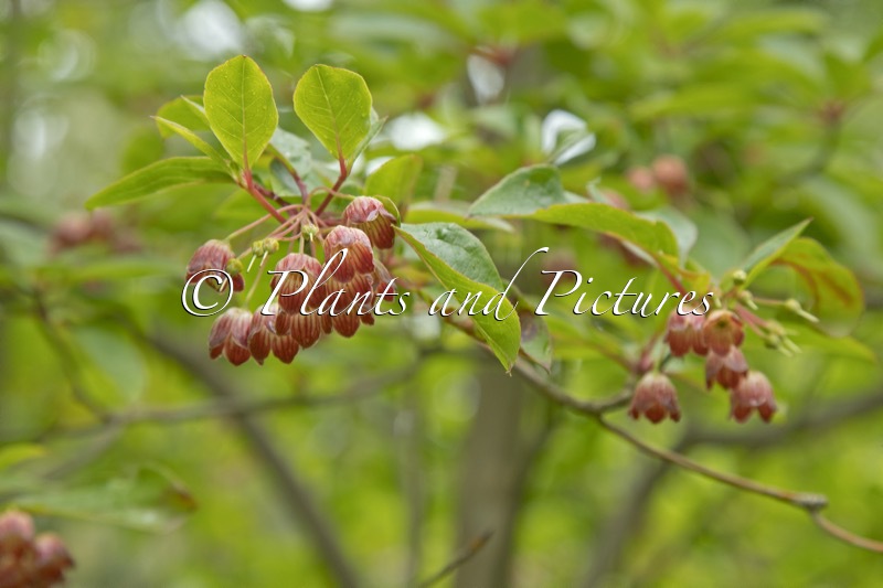 Enkianthus chinensis
