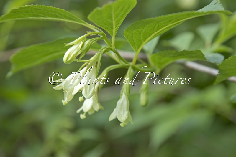 Weigela japonica