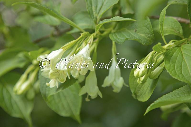 Weigela japonica