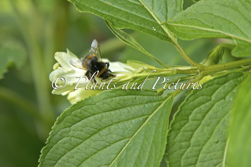 Weigela japonica