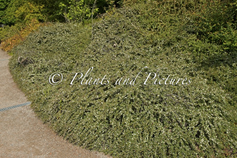 Cotoneaster cochleatus