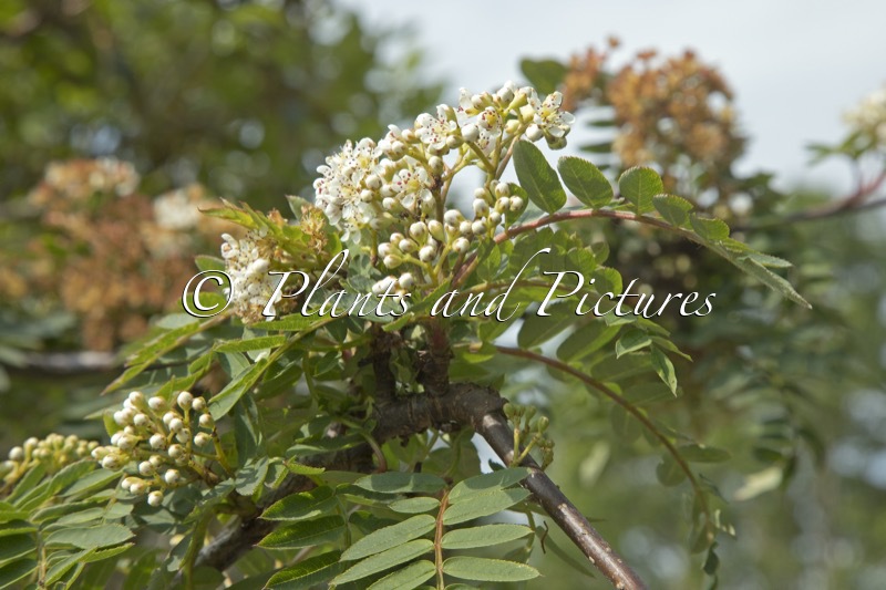 Sorbus hugh-mcallisteri