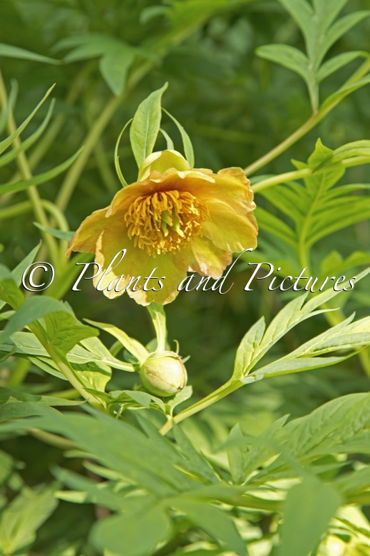 Paeonia lutea