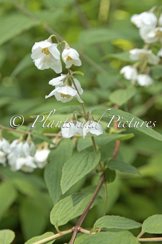 Philadelphus delavayi