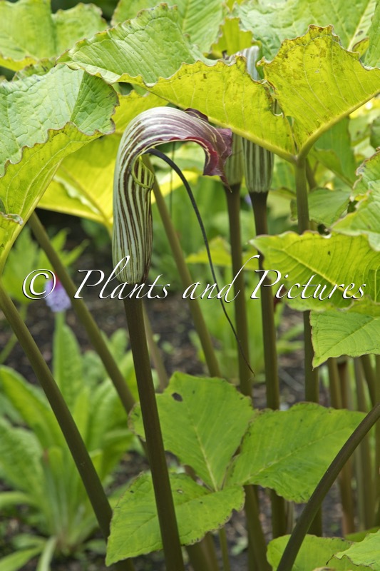 Arisaema elephas