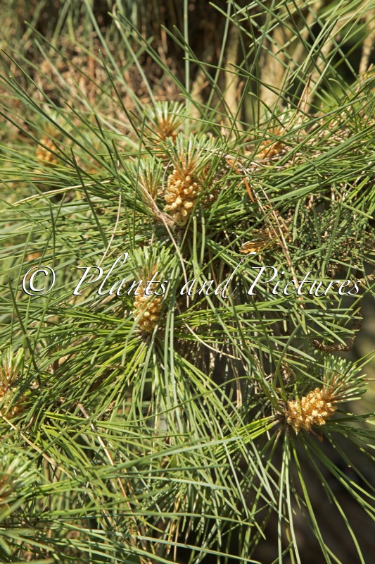 Pinus muricata