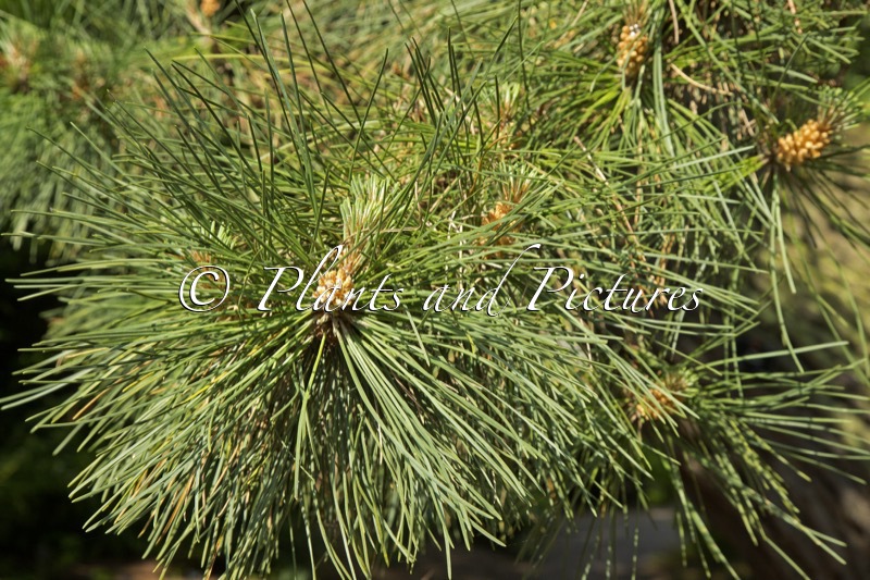 Pinus muricata