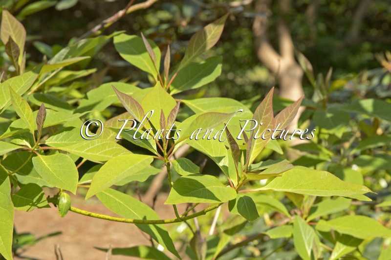 Sassafras randaiense