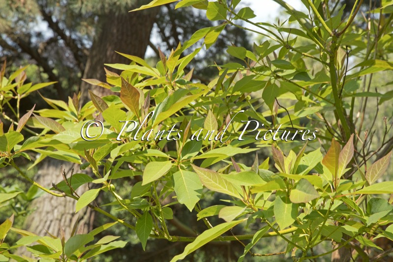 Sassafras randaiense