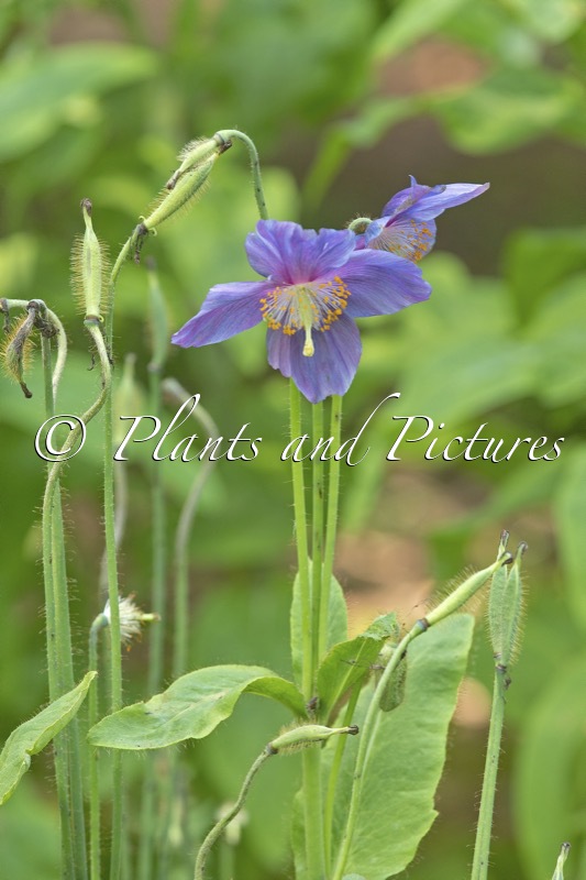 Meconopsis gakyidiana