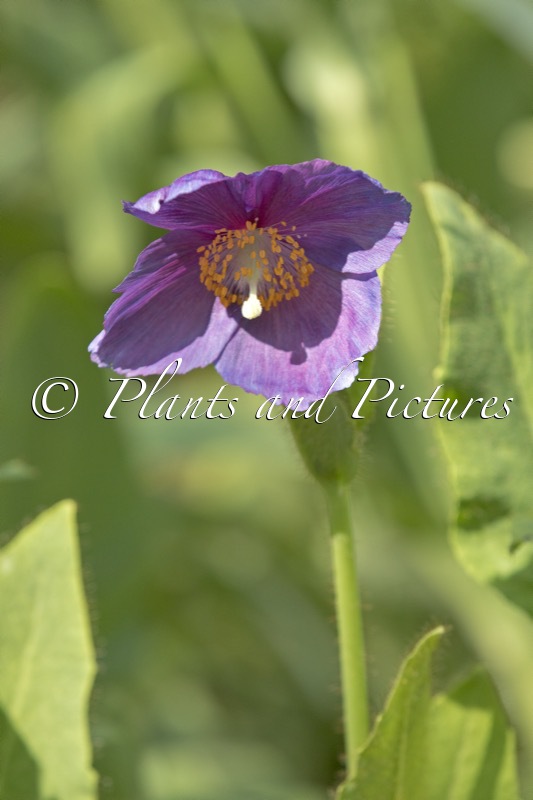 Meconopsis gakyidiana