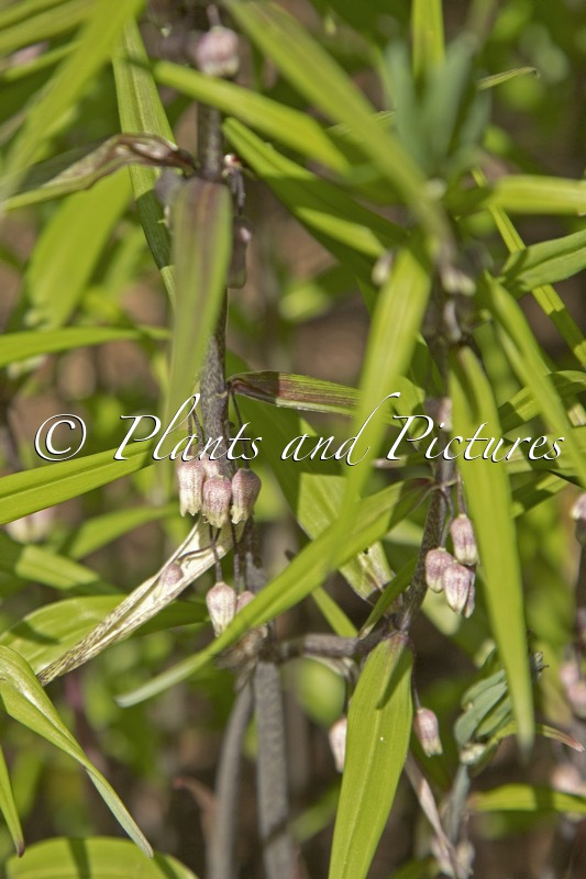 Polygonatum sibiricum