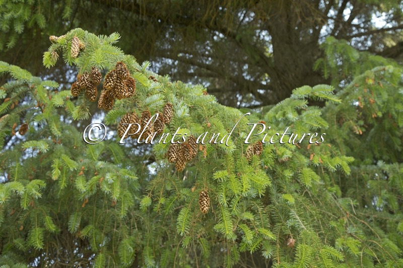 Picea sitchensis