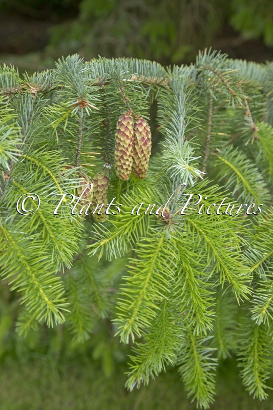 Picea sitchensis