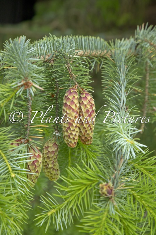 Picea sitchensis