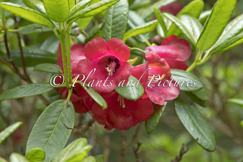 Rhododendron cerasinum