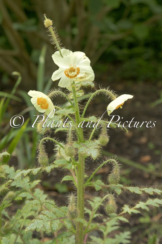 Meconopsis dhwojii