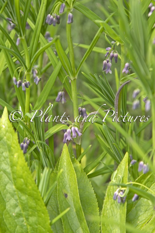 Polygonatum verticillatum