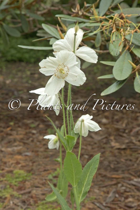 Meconopsis ‘Marit’