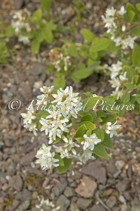 Jamesia americana