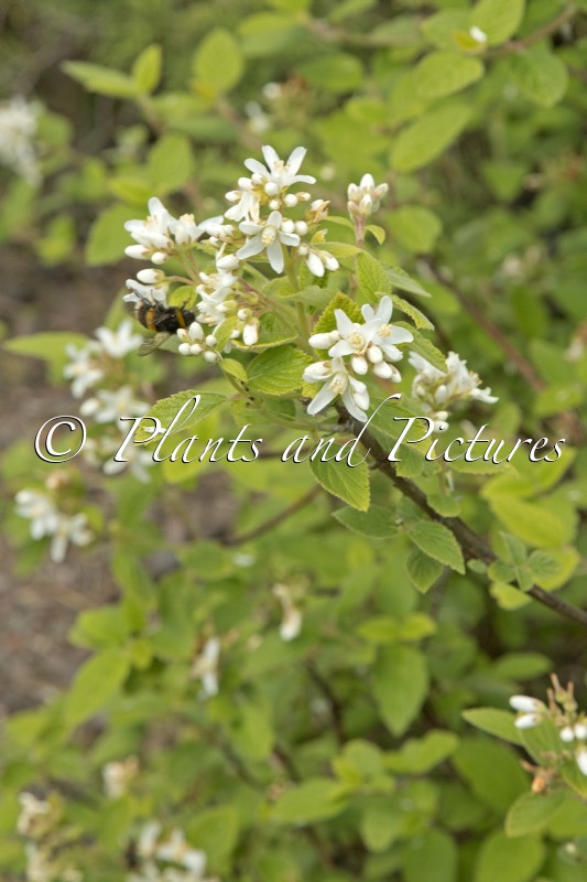 Jamesia americana