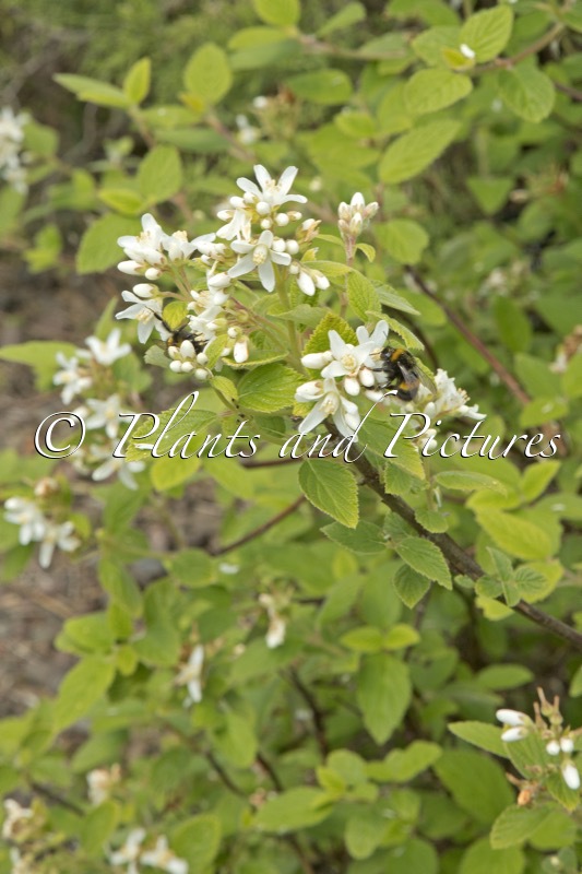 Jamesia americana