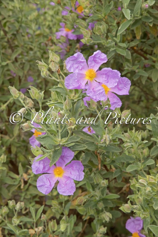 Cistus albidus