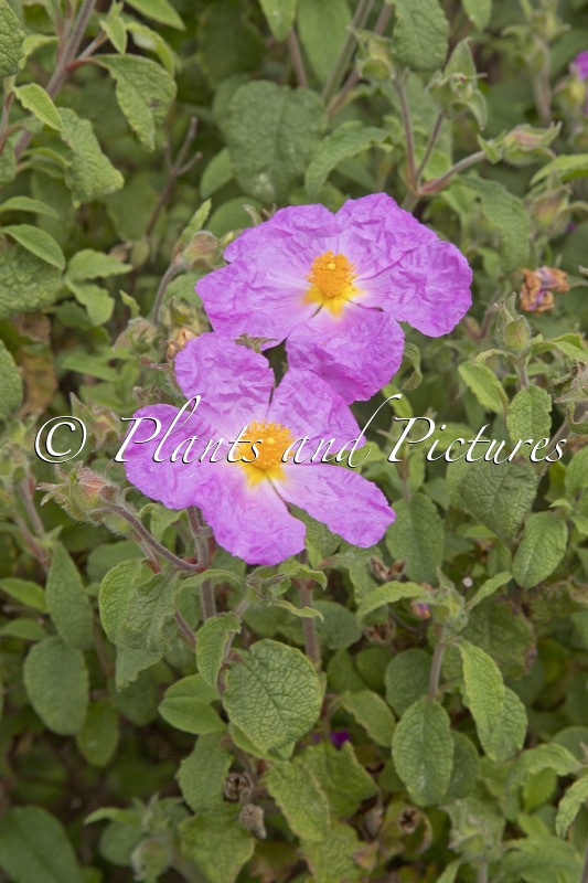 Cistus creticus