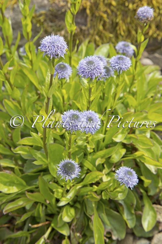 Globularia trichosantha
