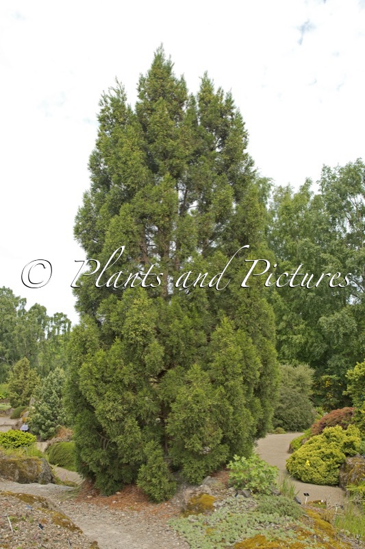 Athrotaxis cupressoides