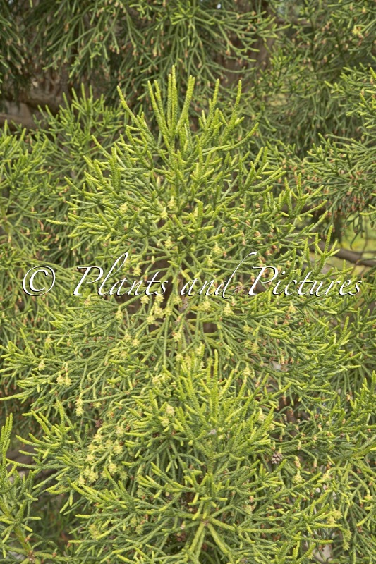 Athrotaxis cupressoides