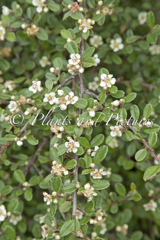 Cotoneaster integrifolius ‘Annapurna’
