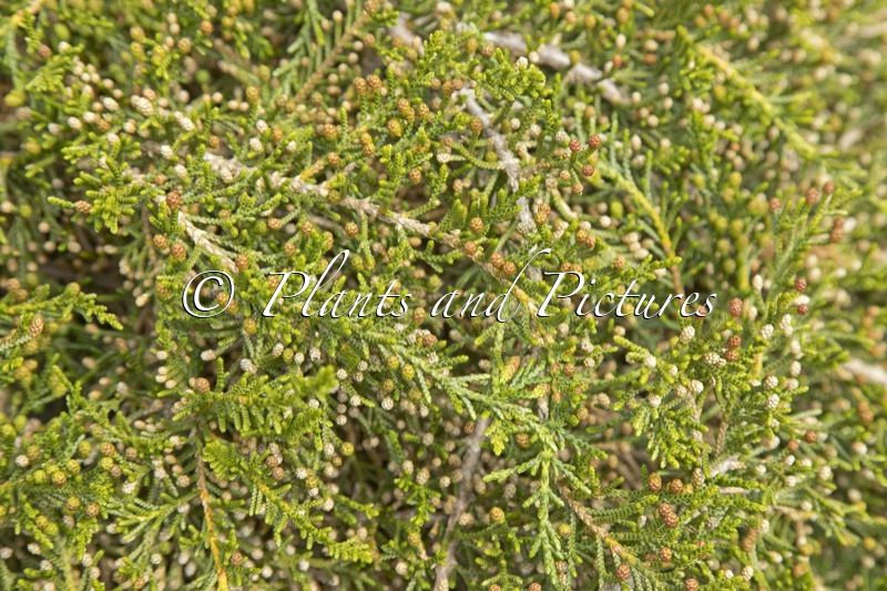 Microcachrys tetragona