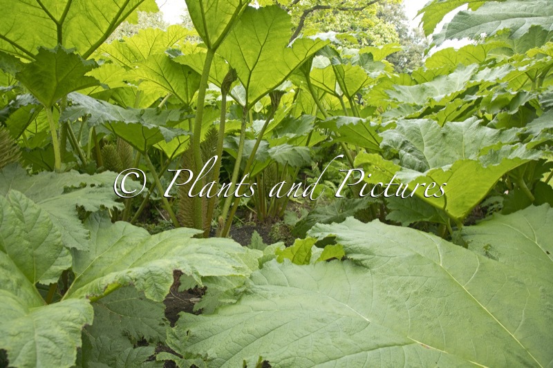 Gunnera manicata