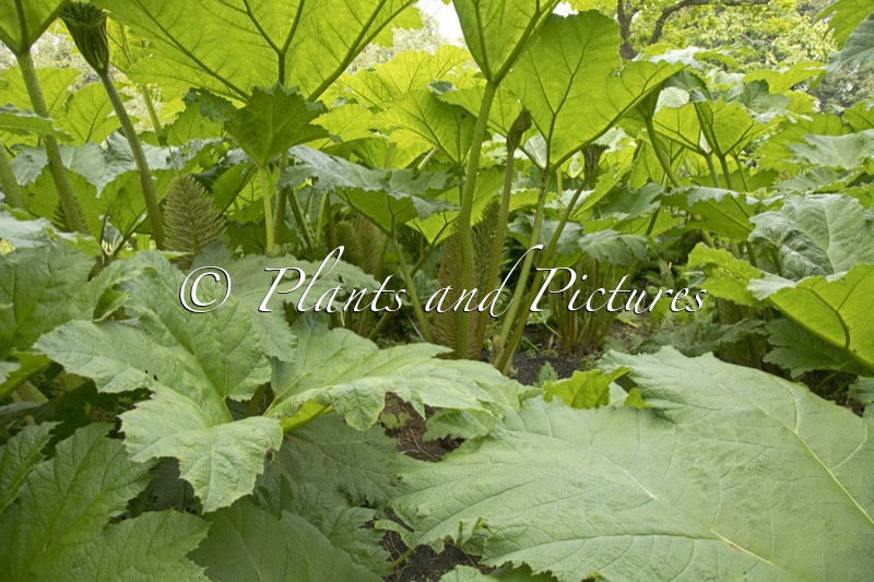 Gunnera manicata