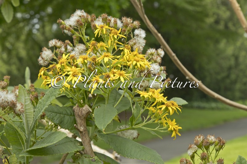 Senecio cymosus
