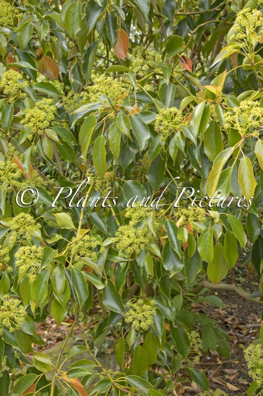 Trochodendron aralioides