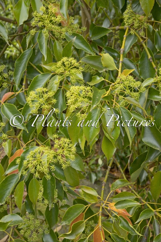 Trochodendron aralioides