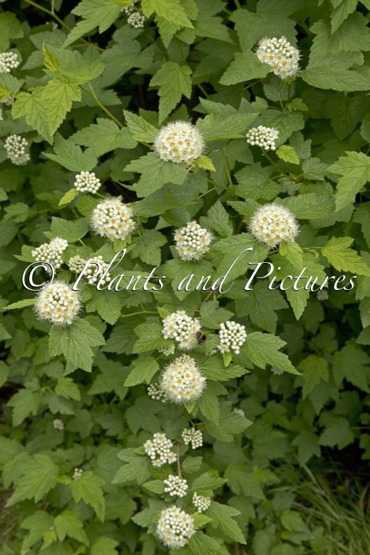 Physocarpus opulifolius