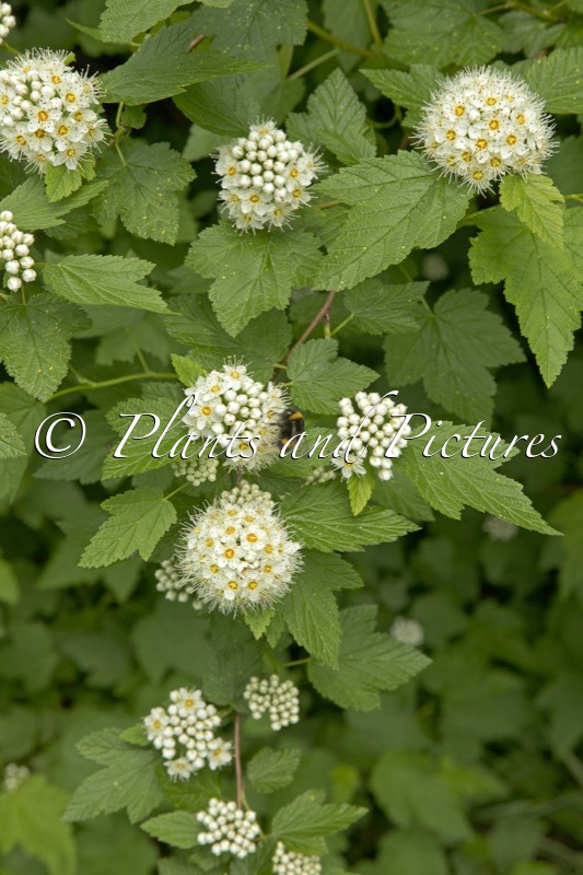 Physocarpus opulifolius