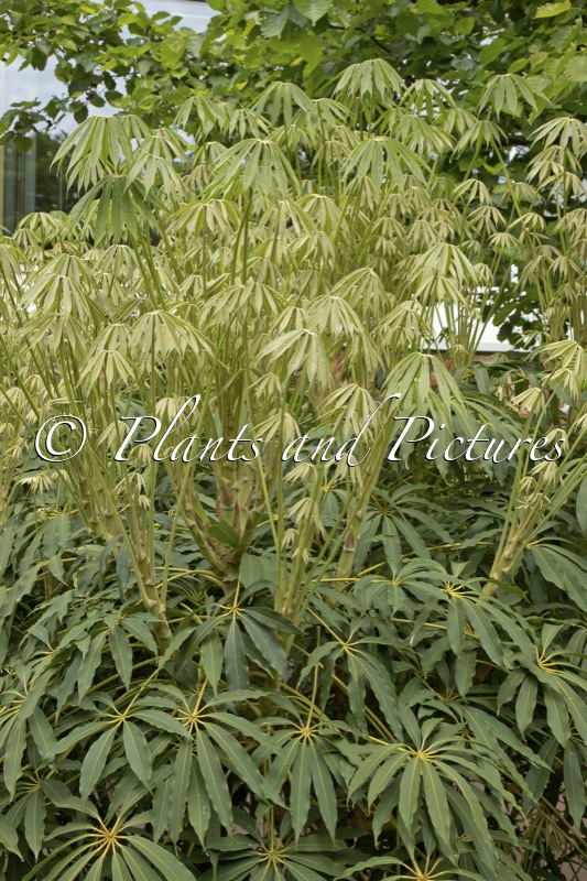 Schefflera taiwaniana