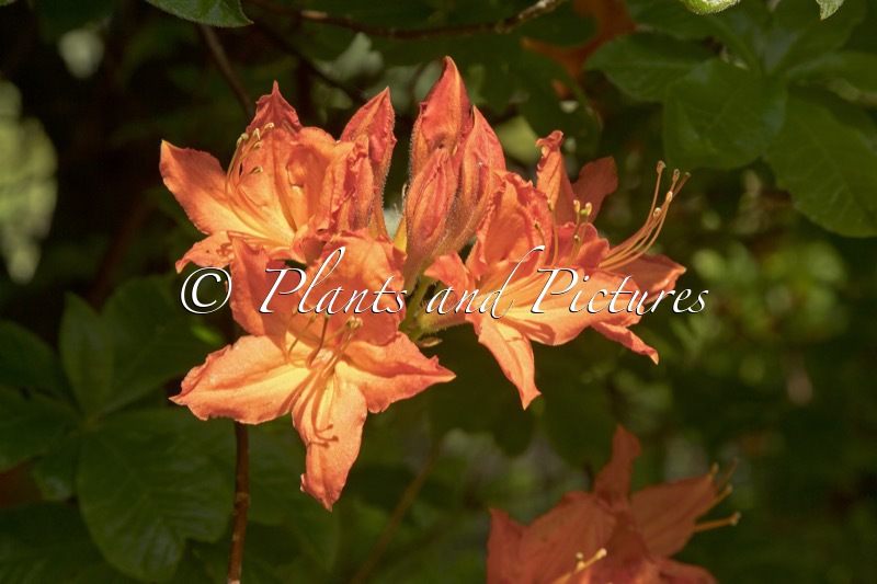 Rhododendron ‘Hotspur’