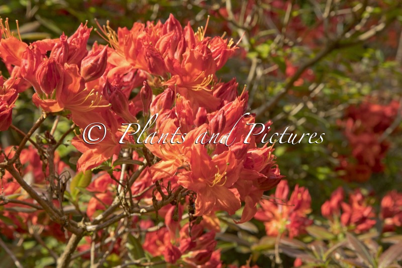 Rhododendron ‘Fireball’