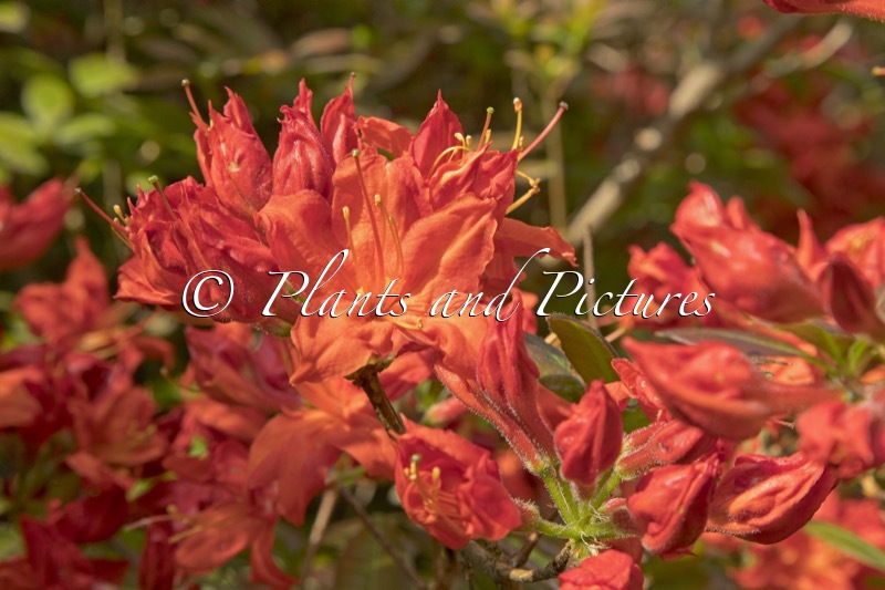 Rhododendron ‘Fireball’