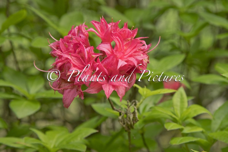 Rhododendron ‘Homebush’